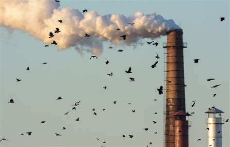 are birds affected by air quality